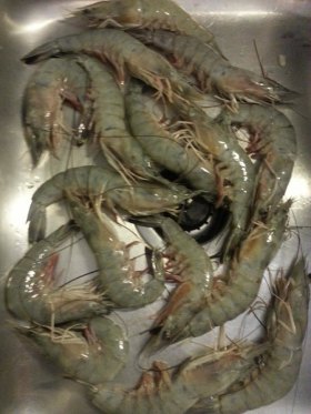 These jumbo shrimp were harvested via trawling in the Pamlico Sound. A ban on trawling would take these wild-caught morsels off the menu. 